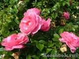 Rosenfee Rosenfee