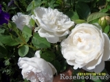 Glamis Castle® Glamis Castle®