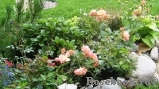 Bordure Abricot Bordure Abricot