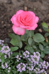 Esmeralda