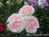 Morden Blush Morden Blush