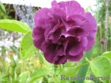 Rhapsody in Blue Rhapsody in Blue