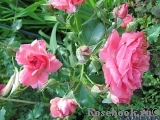 Rosarium Uetersen Rosarium Uetersen