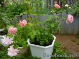 Strawberry Hill Strawberry Hill
