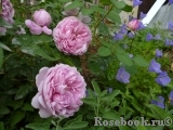 Charles Rennie Mackintosh® Charles Rennie Mackintosh®