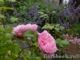 Strawberry Hill Strawberry Hill