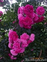 Excelsa Excelsa