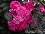 Excelsa Excelsa