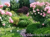 Nicole Nicole