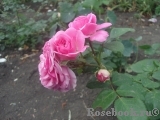 Baronesse Baronesse