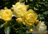 Golden Border