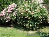 Concerto 94 Concerto 94
