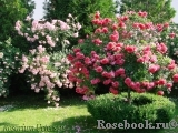 Rosarium Uetersen Rosarium Uetersen