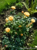 Amber Queen