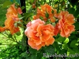 Westerland Westerland