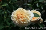 English Garden® English Garden®