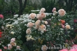 English Garden® English Garden®