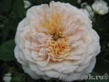 English Garden® English Garden®