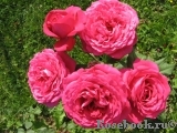Johann Wolfgang von Goethe Rose® Johann Wolfgang von Goethe Rose®