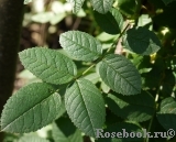Rosa eglanteria Rosa eglanteria
