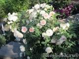 Morden Blush Morden Blush