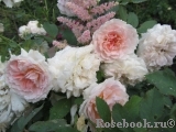 Morden Blush Morden Blush