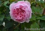 The Wedgwood Rose The Wedgwood Rose