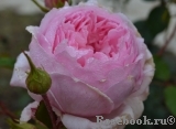 The Wedgwood Rose The Wedgwood Rose