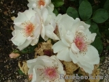 Jacqueline du Pre Jacqueline du Pre