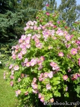 Rosa eglanteria Rosa eglanteria