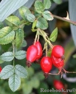 Rosa eglanteria Rosa eglanteria
