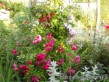 Super Excelsa Super Excelsa