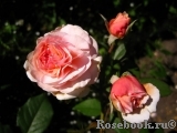 A Shropshire Lad A Shropshire Lad