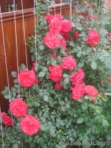 Rosarium Uetersen Rosarium Uetersen