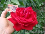Red Star Red Star