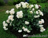 Lions Rose Lions Rose