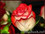 Blush Blush