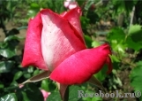 Rose Gaujard Rose Gaujard