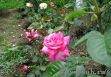 Rose Gaujard Rose Gaujard