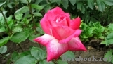 Rose Gaujard Rose Gaujard