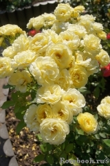 Golden Border Golden Border