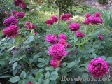 Falstaff® Falstaff®