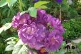 Rhapsody in Blue Rhapsody in Blue