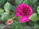 Falstaff® Falstaff®
