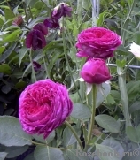 Falstaff® Falstaff®