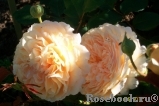 Crown Princess Margareta® Crown Princess Margareta®