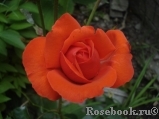 Baccara ® Baccara ®