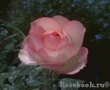 Mini Eden Rose Mini Eden Rose