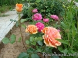 Ashram Ashram