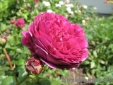Falstaff® Falstaff®